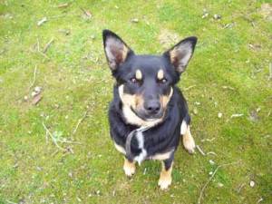 australian-kelpie-sheep-dog