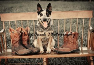 blueheeler1