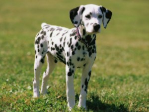 Dalmation-Baby
