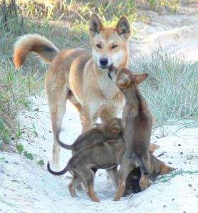 dingo