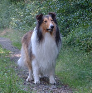 roughCollie