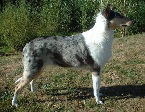 Smooth_Collie_blue