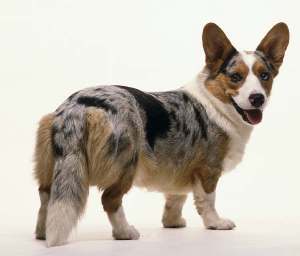 welsh corgi