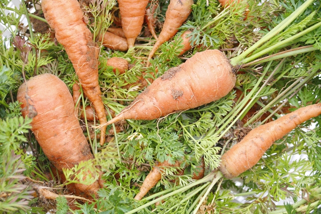 Garden Carrots pulled in December!
