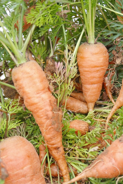 carrots2