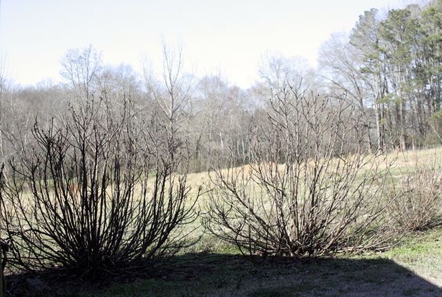 A picture of the fig trees taken today. Stickily looking things in winter, but they still retain a nice shape.