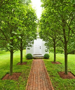 This board contains historic garden designs and layouts. This pear tree allee is modeled after a garden in Historic Williamsburg, VA. 