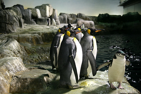 You can view them both above the waterline and below. Photo courtesy of penguinnewstoday.blogspot.com