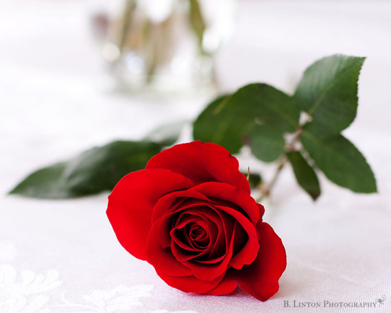 Red Rose Photograph by S Linton Photography