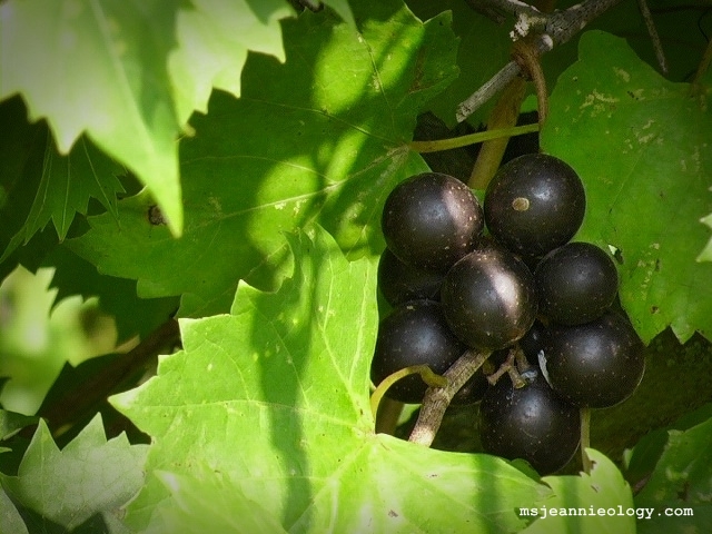 Muscadine grapes