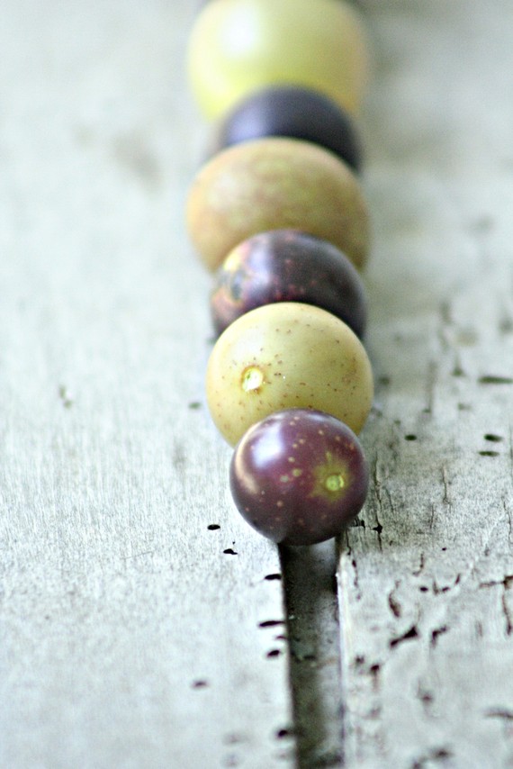 Muscadine & Scuppernong Grape photography by sintwister