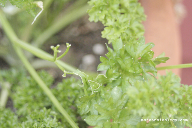 someone's been enjoying the garden greens...