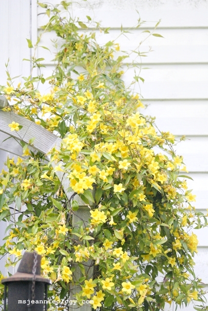 Because confederate jasmine smells really pretty, Ms. Jeannie won't have to wear any perfume!