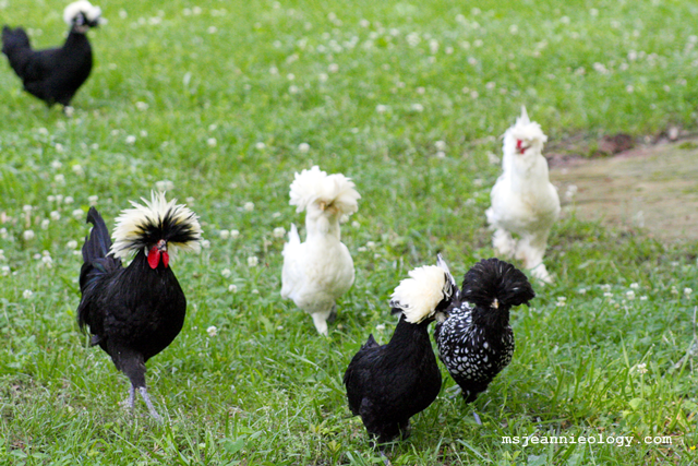 Even the chickens were captivated. Just where will Nyle hide next?