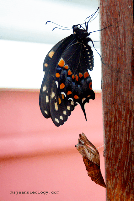 Ms. Jeannie was most curious about this ones color pattern since he had a different color cocoon than the others. But he turned out just the same!