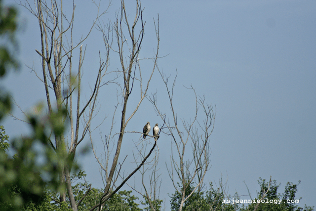 A pair of red-tailed hawks.