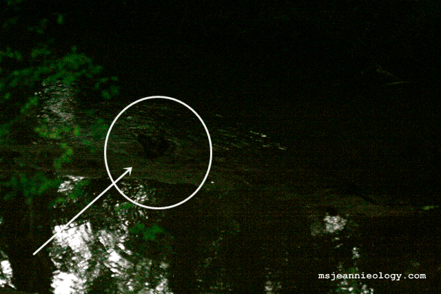 Wild otter sighting!