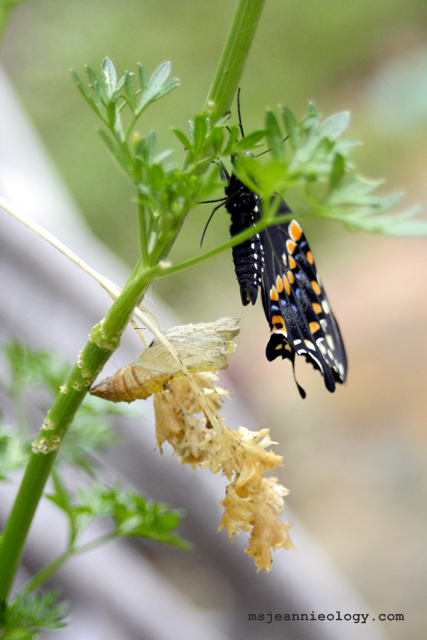 With some his legs, not attached - it looked perilous for a moment...