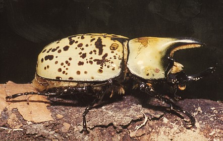 Male Hecules beetle. Photo courtesy of fcps.edu