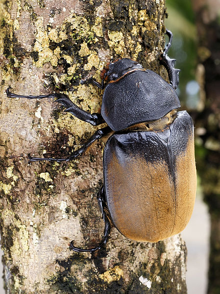 Female Hercules beetle