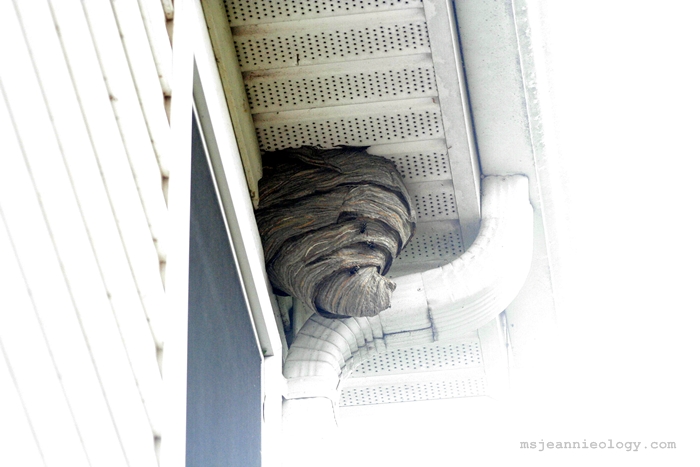At home under the eaves.