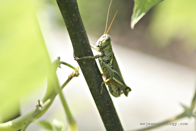 grasshopper