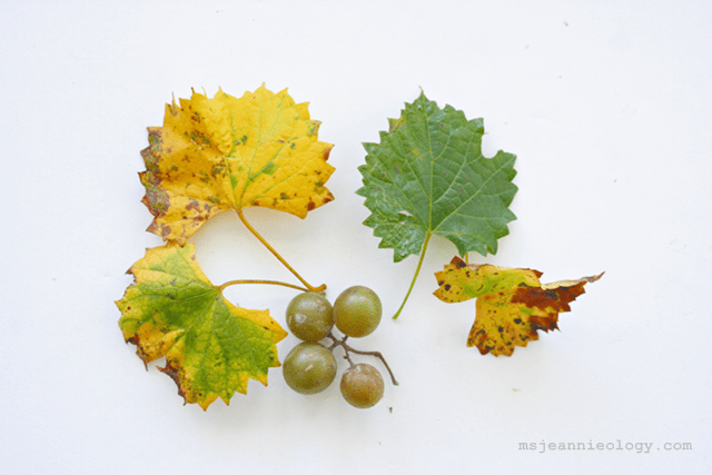 The Scuppernong Grape Vine
