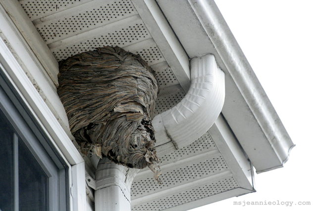The baldfaced hornet nest now 8 months old.