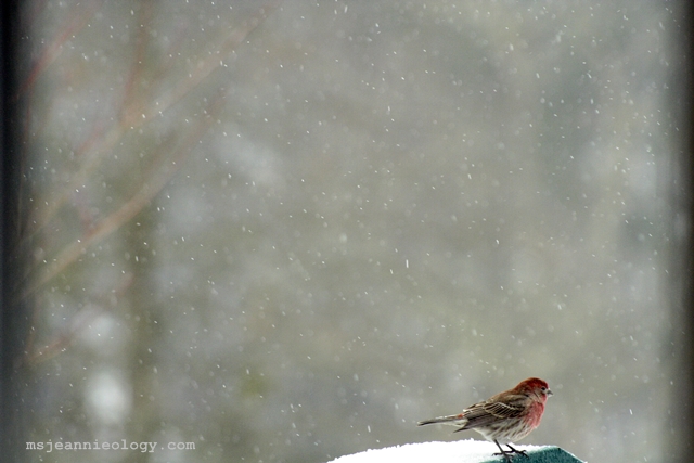 The House Finch originally from the American Southwest was introduced to the East Coast as a caged bird in the 1940's.  Now they are a common sight all across the United States, Canada and Mexico. 