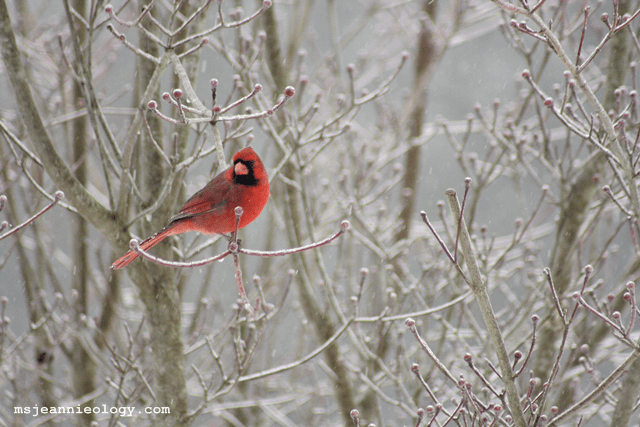 Male cardinal. The brighter the red the more attractive he is to the ladies:)
