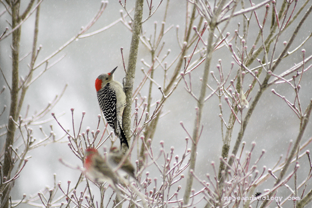 The Red-Bellied Woodpecker - a fast flyer, Ms. Jeannie had to be quick with her camera.