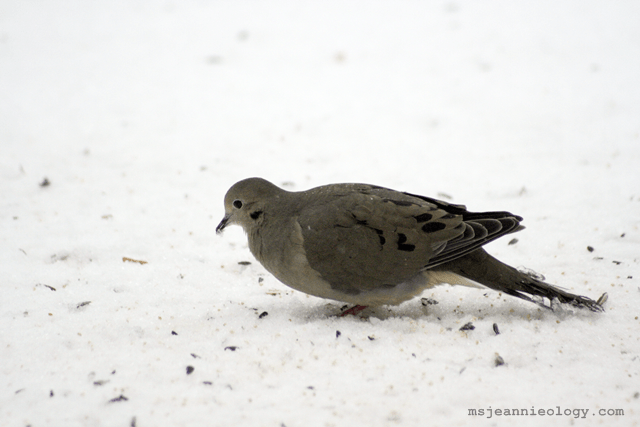 Mourning Dove. These are Ms. Jeannie's favorites in the yard because they mate for life. 