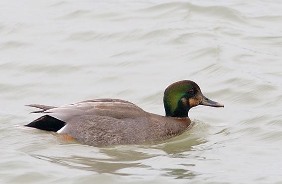 Brewer's Duck photograph courtesy of ofo.ca