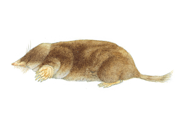 Hairy Tailed Mole. Illustration courtesy of mnh.si.edu