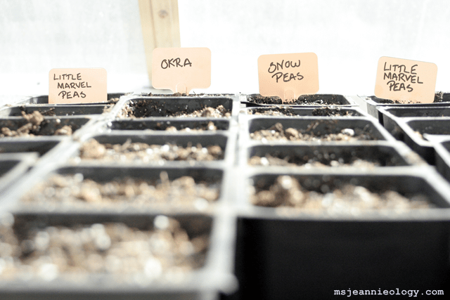 The first seeds of the season!