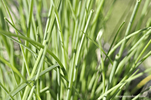 chives7