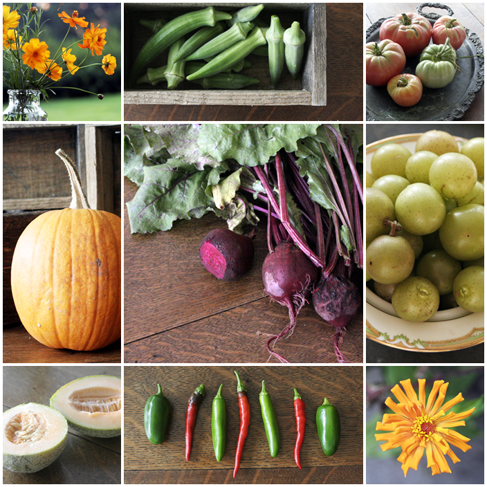Clockwise from top left: cosmos flowers, okra, heirloom tomatoes, scuppernongs,zinnias, hot pepper trio, cantaloupe melons, pumpkin, beets.