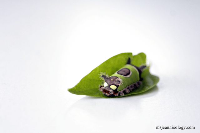 If Frankenstein had a pet he may choose something like this! 