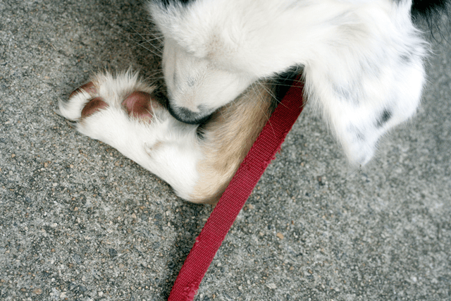 Dog down. Thorn in the paw!