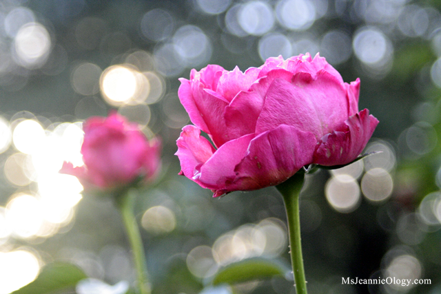 A magical visit to the rose garden at Fernbank.