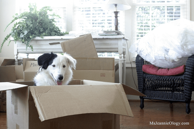 Indie was quite the little helper!