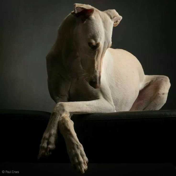 From the board For the Home