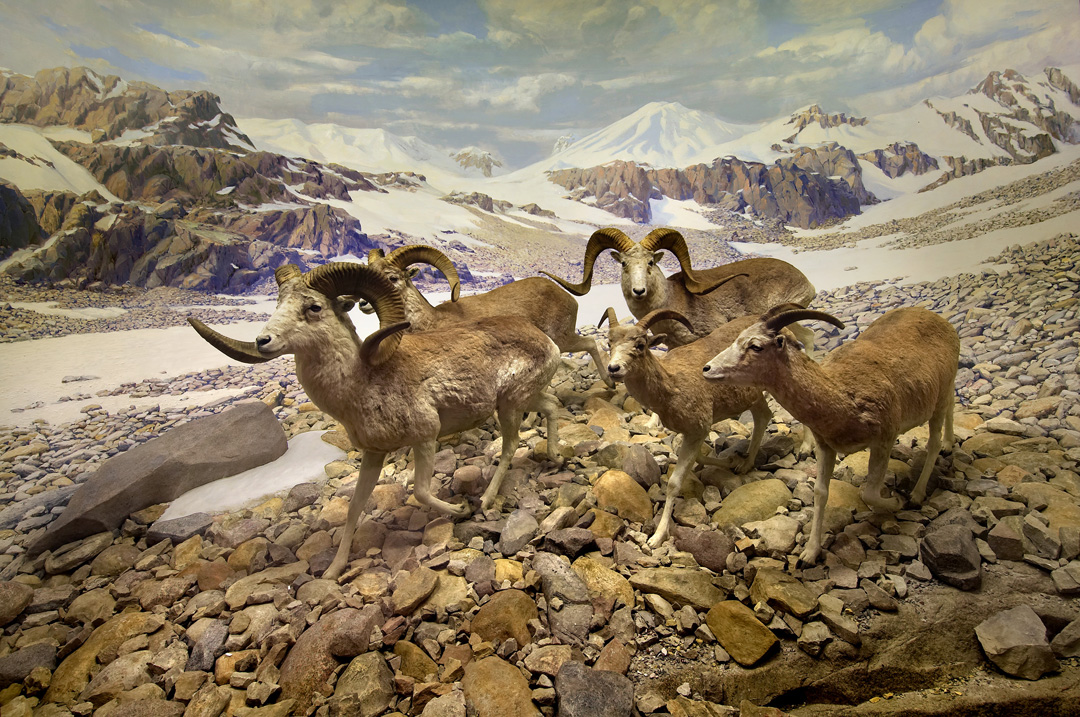 The Field Museum of Chicago's Ovis Poli diorama currently on display at the museum.  These specimens were  brought back by Theodore Roosevelt Jr. diorama. Photo via the Field Museum.