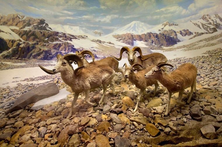 The Field Museum of Chicago's Ovis Poli diorama currently on display at the museum.  These specimens were  brought back by Theodore Roosevelt Jr. diorama. Photo via the Field Museum.