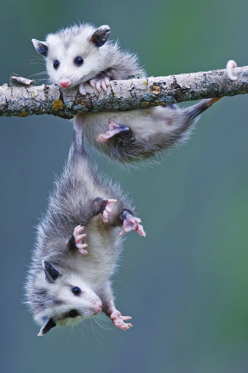 Baby opposums!