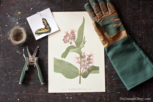 milkweed