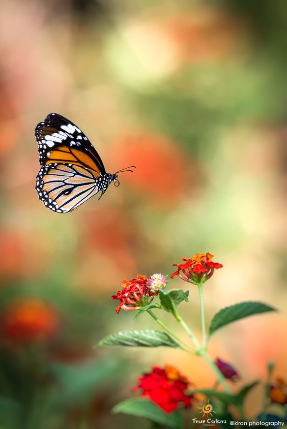 monarch3