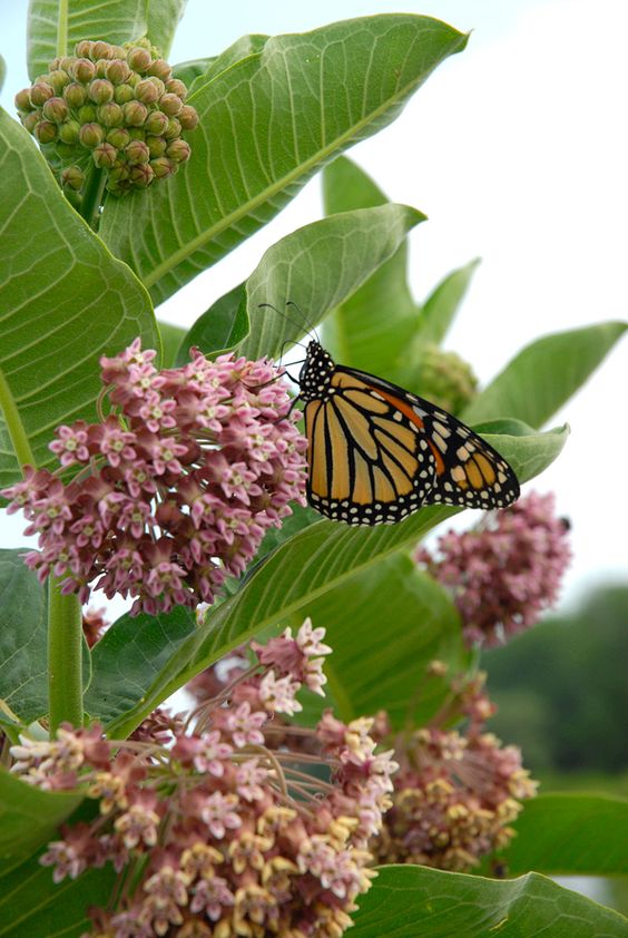 monarch_nectar