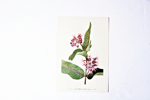 Vintage 1953 botanical print of the showy milkweed painted by Mary Vaux Walcott.