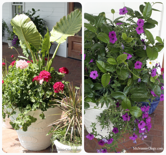 cabbage_flowers_collage